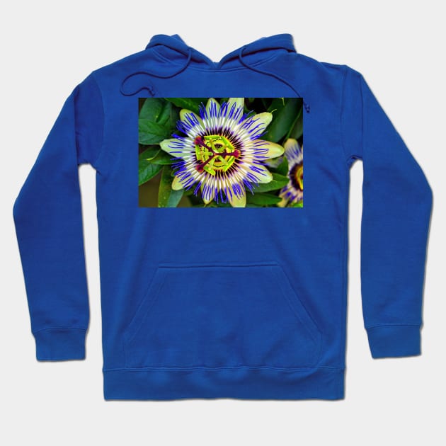 Passion Flower Summer Flowering Plant Hoodie by AndyEvansPhotos